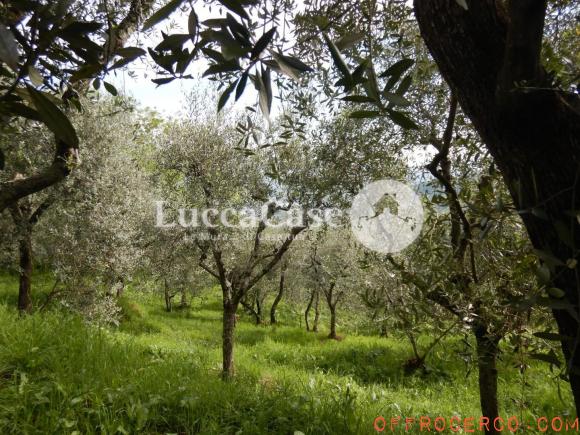 Terreno Agricolo Ruota 1500mq