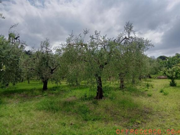 Terreno Sanfatucchio 1730mq