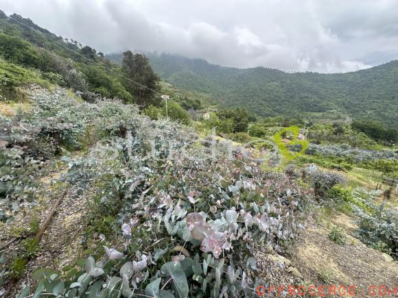 Terreno Agricolo