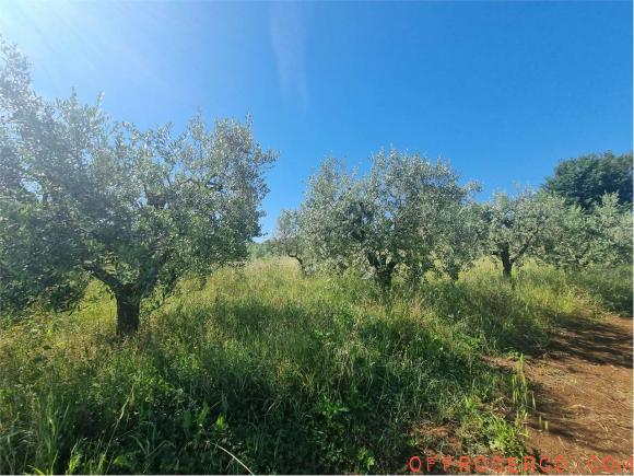 Terreno Agricolo (San Cesareo) 4300mq