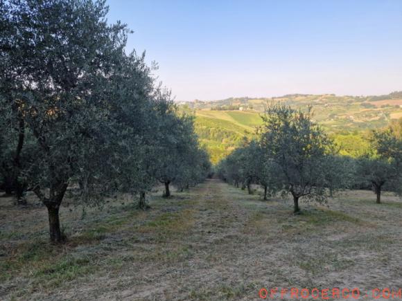 Terreno Madonna dell'Olivo 44000mq