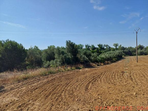 Terreno Agricolo 20000mq