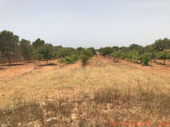 Terreno Agricolo (Periferia lato Salemi) 300mq