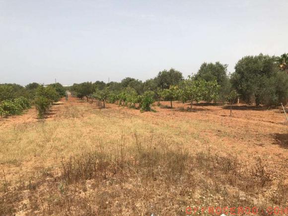 Terreno Agricolo (Periferia lato Salemi) 300mq