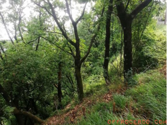 Terreno Agricolo (San Venerio) 12100mq